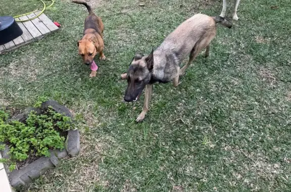 Chiens trouvés : mâle bourbon, femelle malinois - photo
