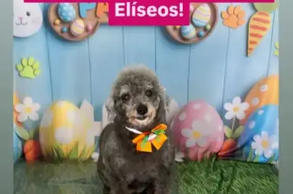 cachorro desaparecida