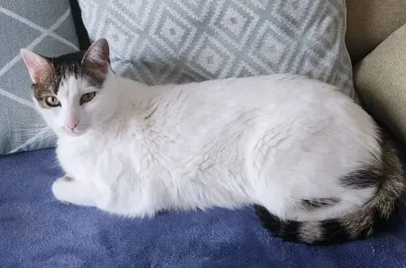 Animaux perdus , photo: Chat européen perdu à Ménétrol