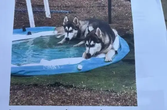 ¡Perros Perdidos en Riudoms: Ayúdanos!