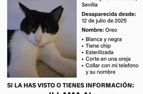 Gata Perdida en Castilleja: Chip y Collar