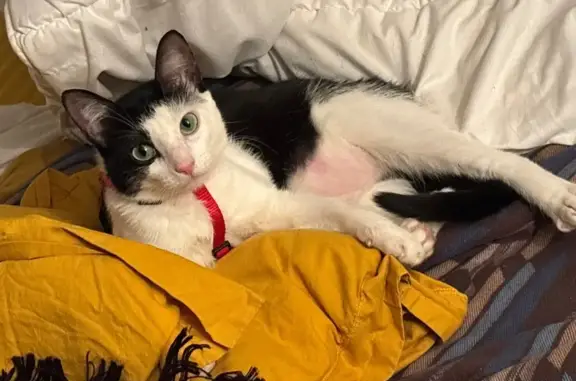 Chat perdu, Puy-l'Évêque, photo: Chatte bicolore perdue à Puy-l'Évêque