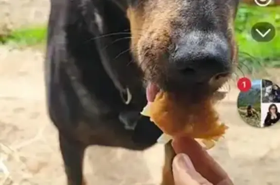 Chien perdu Corneilhan, photo : Beauceronne œil bleu perdue à Corneilhan