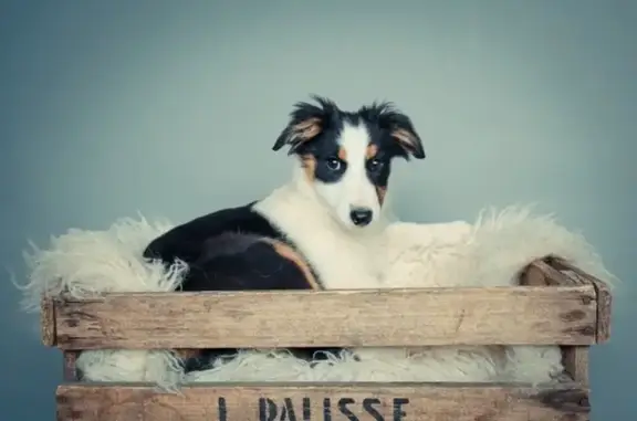 Chien perdu , photo : Chienne perdue à Saint-Pé-de-Bigorre