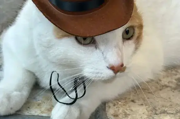 Gato Perdido en Zapopan: Blanc...