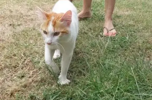 Chat mâle trouvé, Cenon, poils longs roux - photo