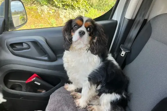 Chien perdu , photo : Chien perdu Cavalier King Charles Plouvorn