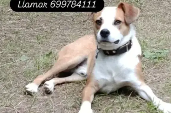 Perro Perdido en Oviedo: Pequeño y Miedoso