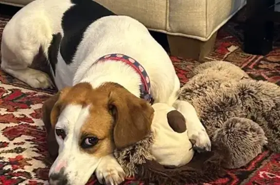 Lost Hound Dog: Pink Collar, Roseland