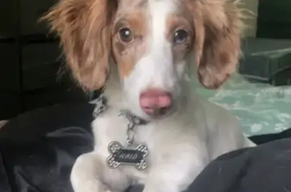 Lost Dog: White & Brown in Briar Forest
