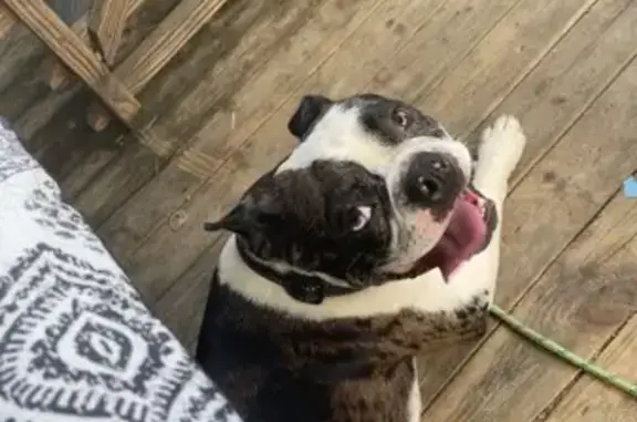 Lost Boston Terrier: Blue-Eyed Male