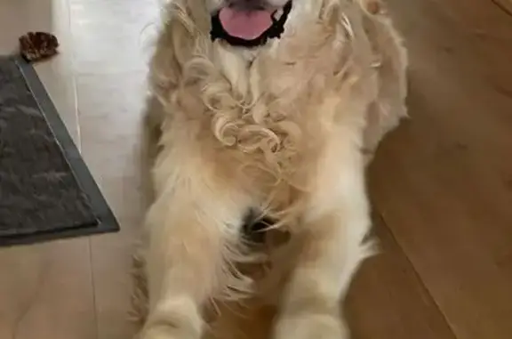 Chien perdu , photo : Chien crème perdu, âgé et gentil à Ménil