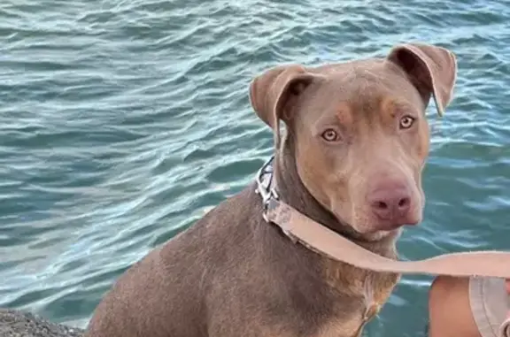 Missing dog Honolulu, photo: Lost Dog: Brown, Green Collar, Gulick Ave