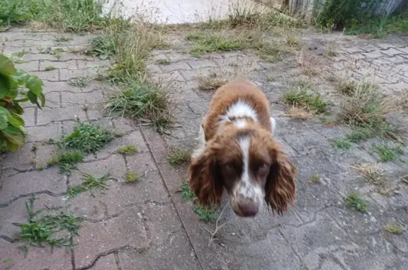 Chien trouvé Lempdes, photo: Épagneul marron/blanc trouvé à Lempdes
