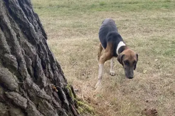 Animaux trouvés Langon, photo: Chien blessé trouvé à La Gigardais