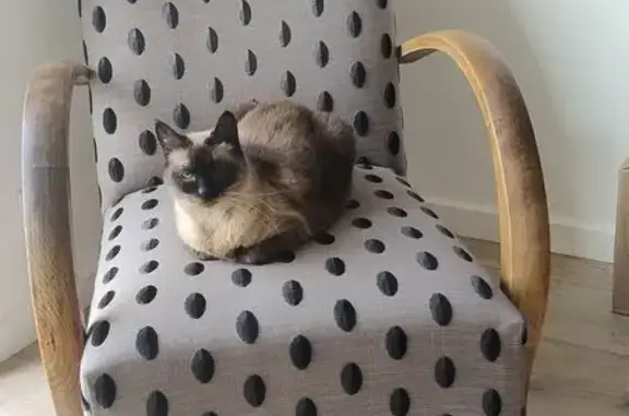 Chat perdu, Plouha, photo: Chatte marron foncé perdue, Plouha
