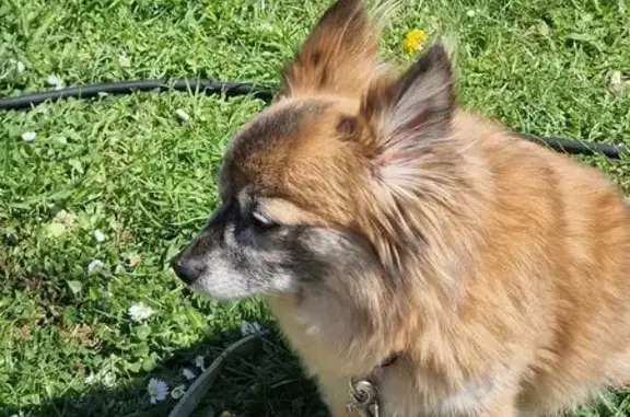 Chien perdu Elne, photo : Spitz nain perdu à Elne, très craintif