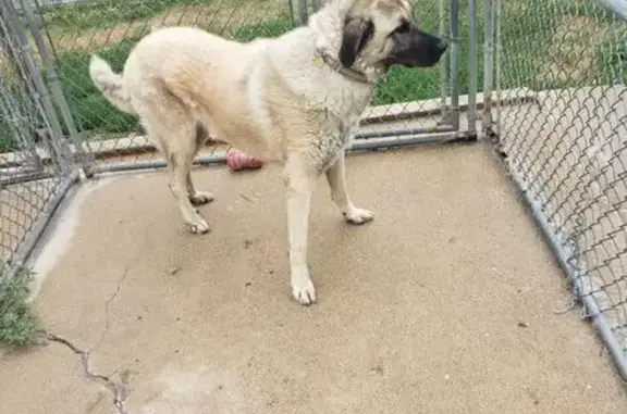 Lost Dog Zena: Tan, Climbs Fences, Kenosha