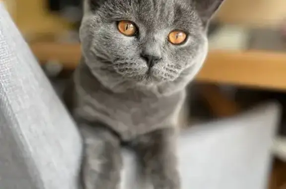 Animaux perdus Bordeaux, photo: Chat gris perdu, yeux orange, Bordeaux