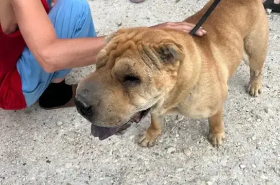 Chien trouvé Souppes-sur-Loing, photo: Chienne sable gonflée, blessée, Souppes-sur-Loing