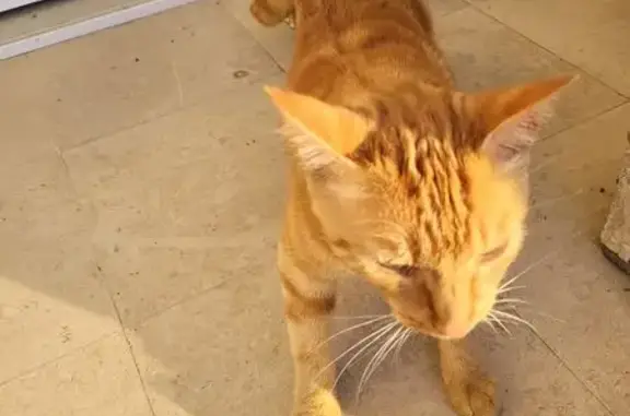Chat trouvé Guérigny, photo: Jeune chat roux trouvé à Guérigny
