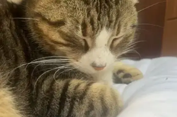 Chatte perdue : Nala, grise et blanche - photo
