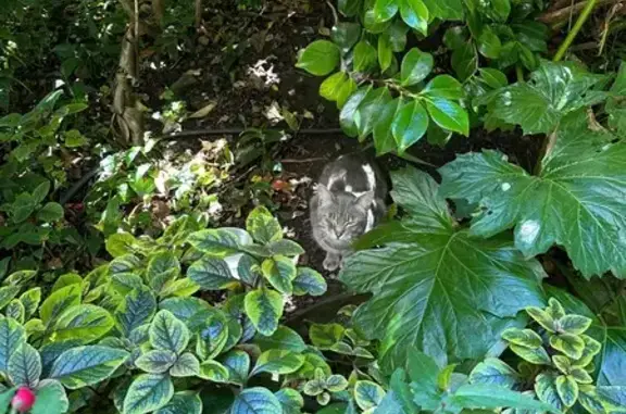 Found cat San Francisco, photo: Found Cat: Gray Stripes, Green Eyes SF