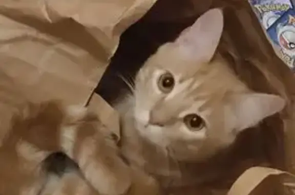 Animaux perdus Noisy-le-Sec, photo: Chat beige aux yeux dorés perdu à Noisy