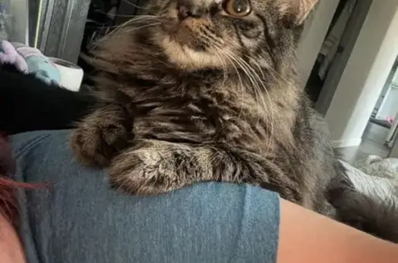Lost Long-Haired Tiger Cat in Toledo