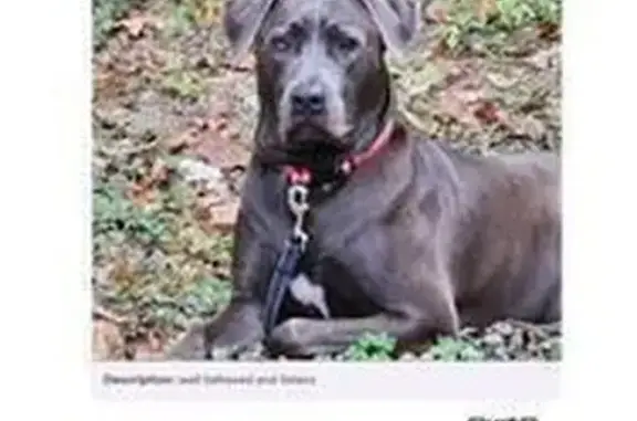 Lost Dog: Unique Eyes, White Chest Patch