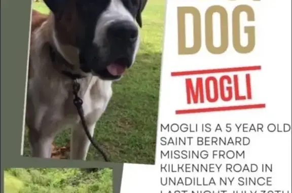 Lost 140lb Gentle Giant in Unadilla