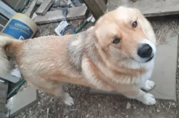 Lost Blonde Dog: Friendly, Reward Offered
