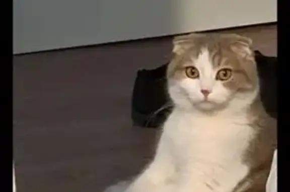 Animaux perdus Lingolsheim, photo: Chat perdu à Lingolsheim : Mimi, 5 ans
