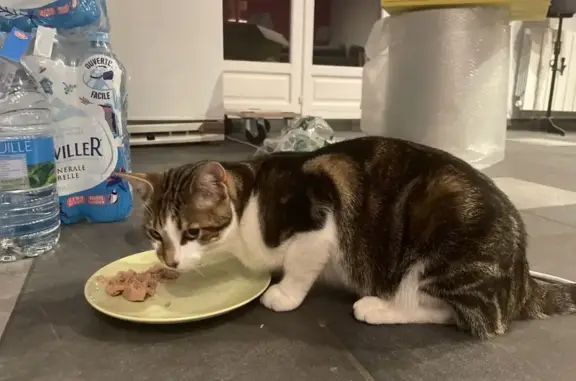 Jeune chat peureux trouvé à Loos - photo