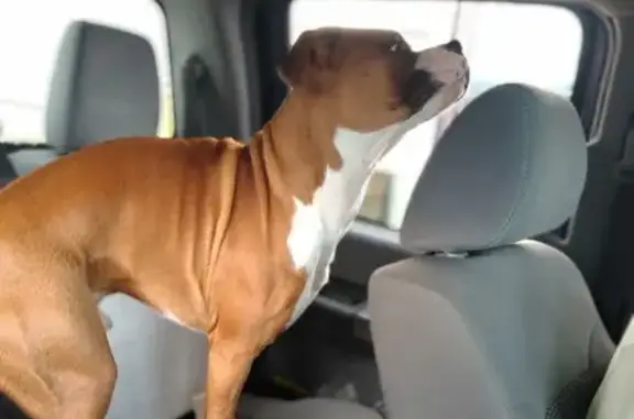 Missing: Brown Dog, White Neck - Madison