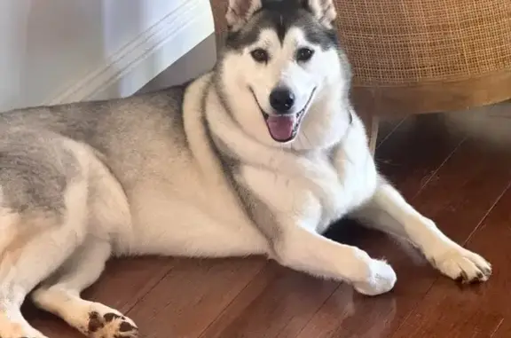 Lost Husky on Kingfisher Drive, Noosa
