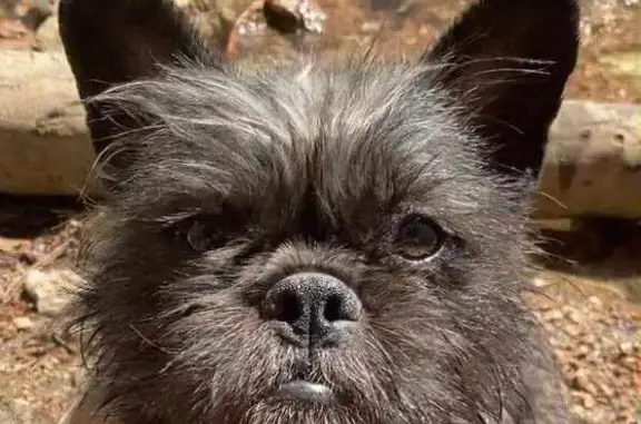 Lost Frenchie: White/Black, Colorado Springs