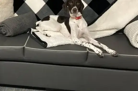 Lost: Skittish Pointer in Trails End