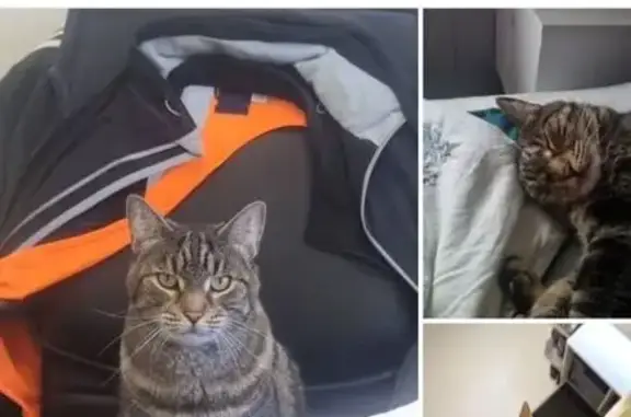 Lost 10-Year-Old Tabby: Parthie Missing