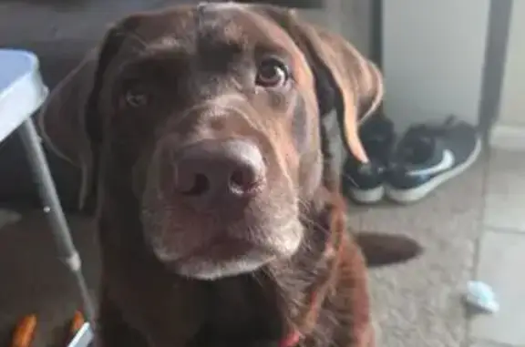 Found dog Inkster, photo: Found: Playful Chocolate Lab on Arlington