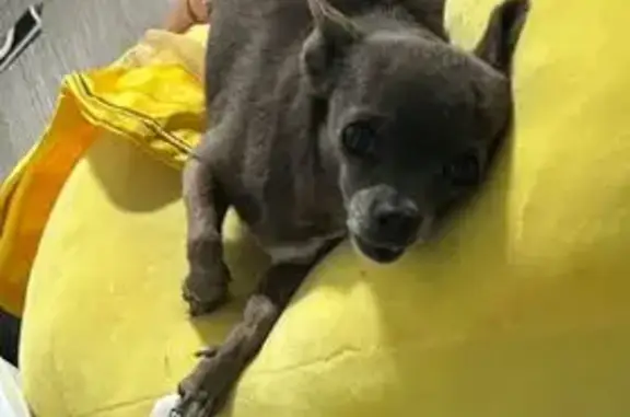 Lost: 13-Year-Old Blue Teacup Chihuahua