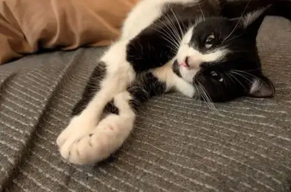 Lost Tuxedo Tabby on Mount Royal Ave
