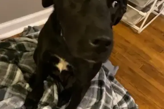 Lost Black Lab with White Chest Spot