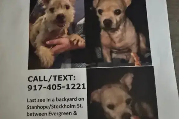 Lost Dog: White/Beige, Needs Meds, NY