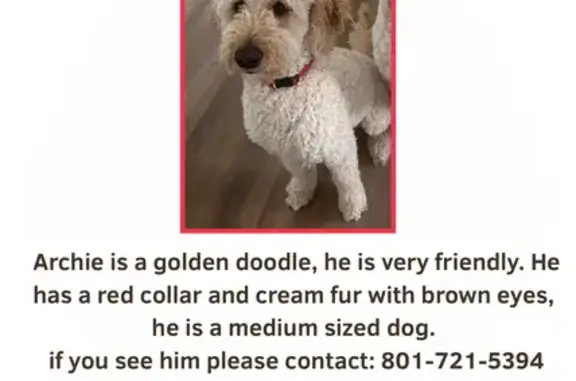 Lost pets Nibley, photo: Lost Dog: Tan Coat, Red Collar, Nibley