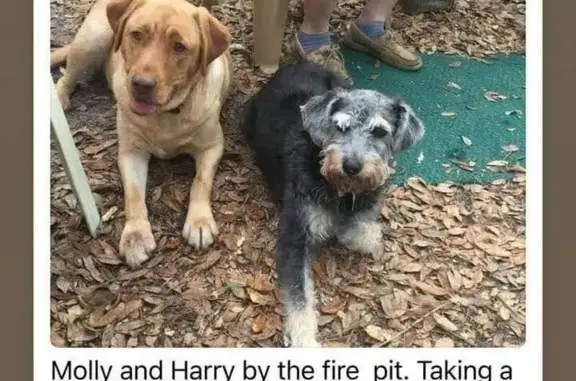 Lost: Elderly Dog on NE 136th Terrace