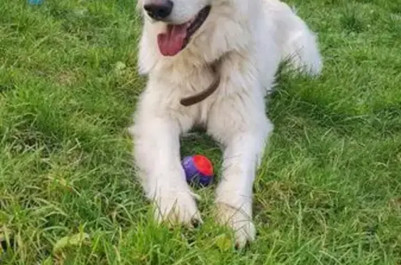 Berger blanc Suisse perdu, craintif, Courances - photo
