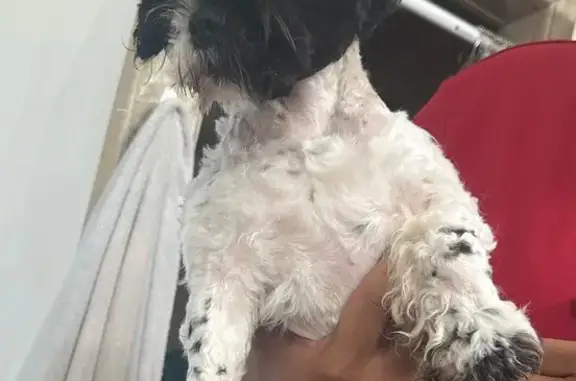 Lost and found pets Harlingen, photo: Lost Dog: Half-Haircut on Garrett Rd