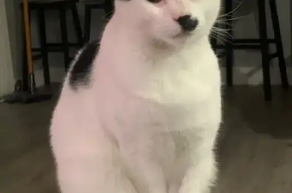 Lost Cat: Limping, Mostly White, San Jose