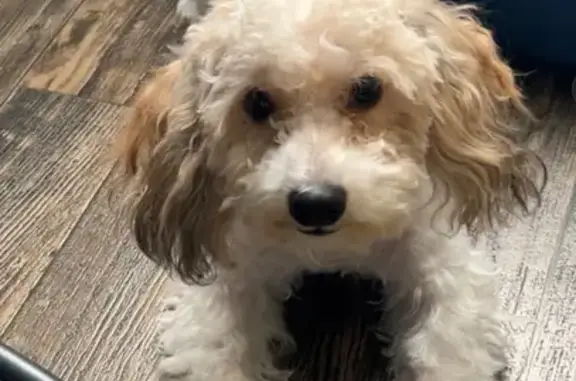 Missing dog Jacksonville, photo: Lost Puppy: White & Apricot, Merrill Rd